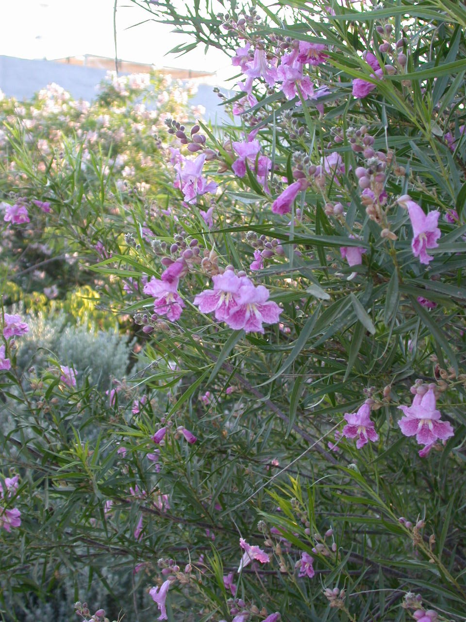 Garten Wissen