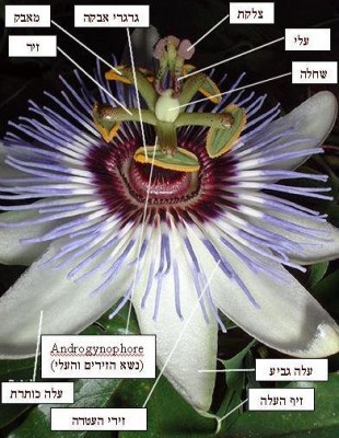 0000002695.jpg (49.76 KiB) נצפה 10569 פעמים 0000002695.jpg