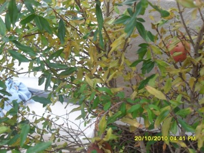 SDC11411.jpg