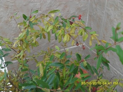 SDC11418.jpg