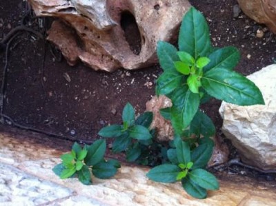 untitled.JPG (34.64 KiB) נצפה 2186 פעמים untitled.JPG