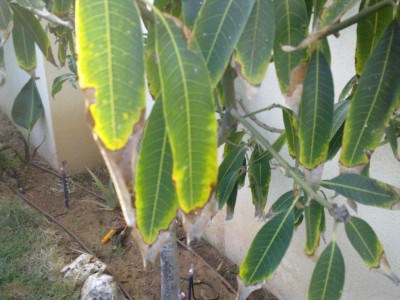 26072011049.jpg