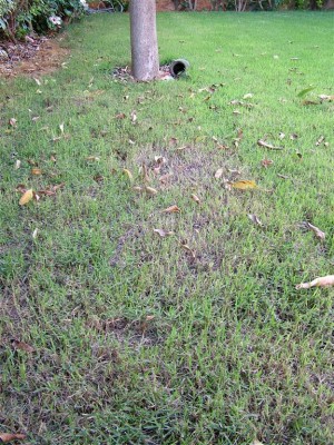 DSCF9802 (Medium).JPG
