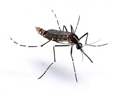 517778-mos_aedes_albopictus_adult.jpg