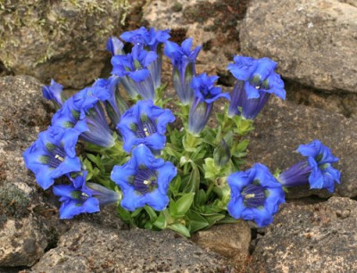 Gentiana-acaulis-LAGS.jpg