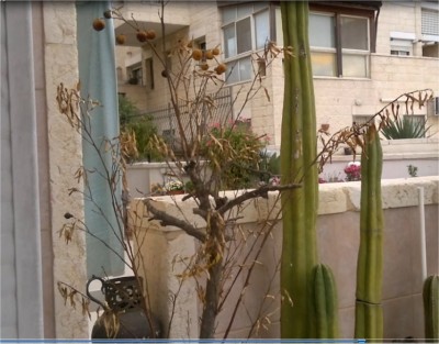 Dried_Orange_Tree.jpg (108.07 KiB) נצפה 2811 פעמים Dried_Orange_Tree.jpg