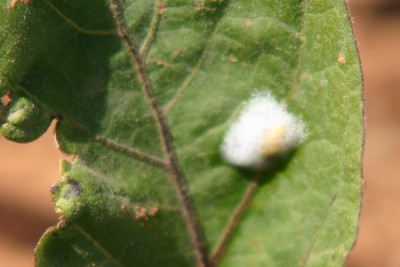 9642.jpg (198.1 KiB) נצפה 3952 פעמים 9642.jpg