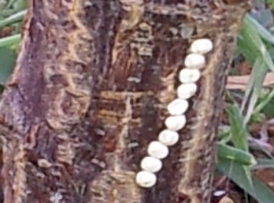 195713.jpg (144.83 KiB) נצפה 3063 פעמים 195713.jpg