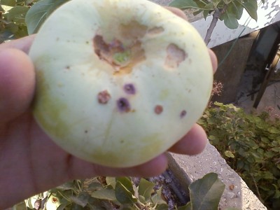 P28-06-12_18.04.jpg (208.34 KiB) נצפה 2207 פעמים P28-06-12_18.04.jpg