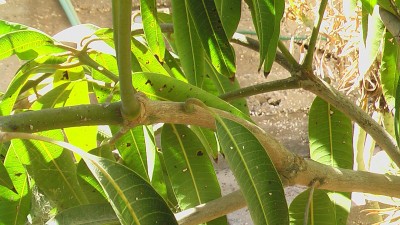 mango1-a.jpg (244.15 KiB) נצפה 2635 פעמים mango1-a.jpg