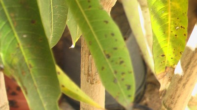 mango2-a.jpg (237.34 KiB) נצפה 2635 פעמים mango2-a.jpg