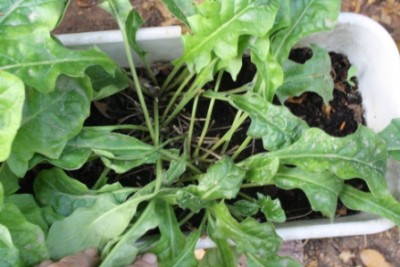 עותק של מיטה 005.jpg (101.35 KiB) נצפה 5629 פעמים עותק של מיטה 005.jpg