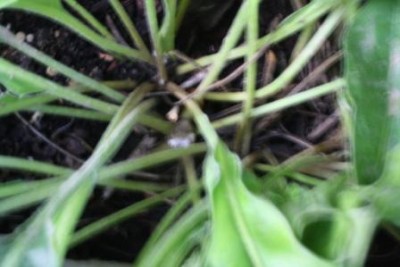 עותק של מיטה 001.jpg (30.79 KiB) נצפה 5627 פעמים עותק של מיטה 001.jpg