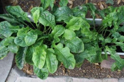 עותק של מיטה 002.jpg (39.55 KiB) נצפה 5627 פעמים עותק של מיטה 002.jpg