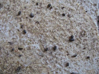 כדרורית2.jpg (76.36 KiB) נצפה 9242 פעמים כדרורית2.jpg