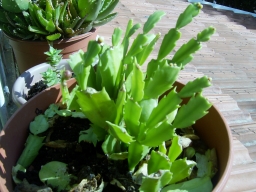 PIC_0150 (1024x768) (256x192).jpg