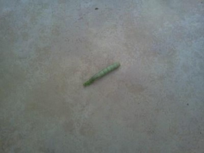 IMG448.jpg (18.67 KiB) נצפה 2948 פעמים IMG448.jpg