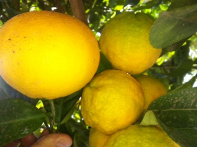 פירות מוזרים בעץ התפוז.jpg