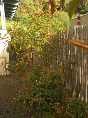 אכמנה 002.jpg (116.46 KiB) נצפה 2783 פעמים אכמנה 002.jpg