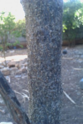 IMAG0140.jpg (148.7 KiB) נצפה 1936 פעמים IMAG0140.jpg