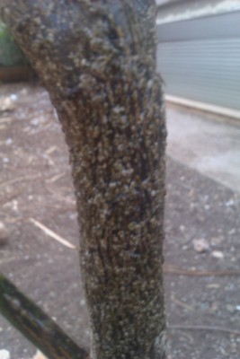 IMAG0141.jpg (151.25 KiB) נצפה 1938 פעמים IMAG0141.jpg