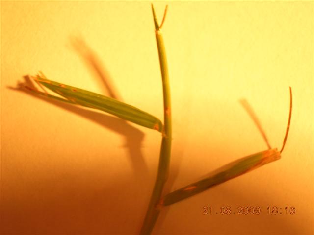 DSCN3326 (Small).JPG