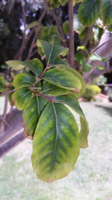 ligastramaia leafs closeup s2.jpg