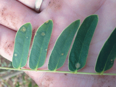 albitzia leaves.gif