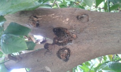 20140917_082056-3.jpg (69.91 KiB) נצפה 3111 פעמים 20140917_082056-3.jpg