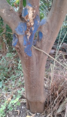 20140917_082110lemon1.jpg (85.79 KiB) נצפה 3094 פעמים 20140917_082110lemon1.jpg