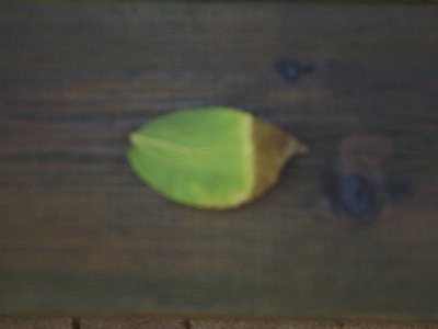 P2290083.gif