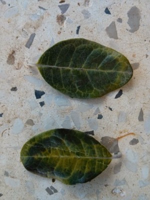 IMG_20141026_072536 [רוחב מירבי 1024 גובה מירבית 768].jpg