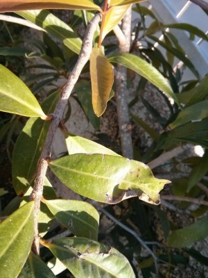 IMG_20141026_072852 [רוחב מירבי 1024 גובה מירבית 768].jpg