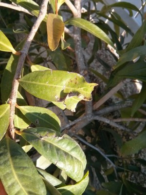 IMG_20141026_072857 [רוחב מירבי 1024 גובה מירבית 768].jpg