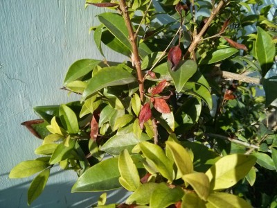 IMG_20141026_072917 [רוחב מירבי 1024 גובה מירבית 768].jpg