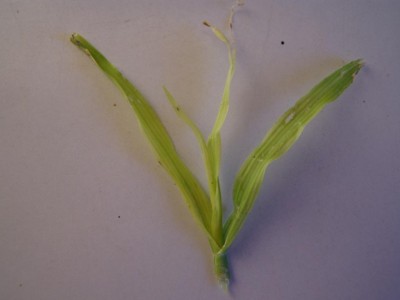 דשא 005C.jpg (48.57 KiB) נצפה 20087 פעמים דשא 005C.jpg