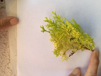 תויה חולה 1.jpg (155.37 KiB) נצפה 6412 פעמים תויה חולה 1.jpg