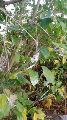 1439645244556282614511.jpg (350.5 KiB) נצפה 3110 פעמים 1439645244556282614511.jpg