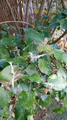 14396455104601006697595.jpg (301.99 KiB) נצפה 3111 פעמים 14396455104601006697595.jpg