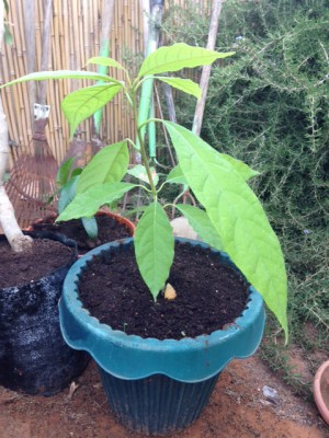 avocado.JPG