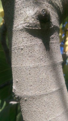 IMAG1105.jpg (132.56 KiB) נצפה 3255 פעמים IMAG1105.jpg