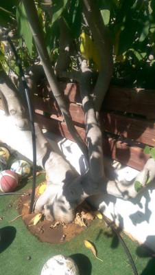 IMAG1100.jpg (106.72 KiB) נצפה 3258 פעמים IMAG1100.jpg