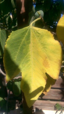 IMAG1101.jpg (70.24 KiB) נצפה 3255 פעמים IMAG1101.jpg