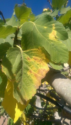 IMAG1103.jpg (95.26 KiB) נצפה 3256 פעמים IMAG1103.jpg