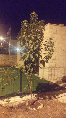 גודגדן שרף 2.jpg (150.99 KiB) נצפה 5120 פעמים גודגדן שרף 2.jpg