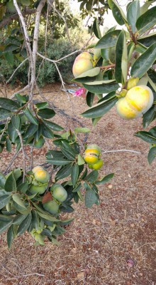 אפרסמון.jpg