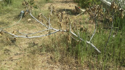 20160813_101927_resized [276365].jpg