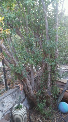 עץ רימון עייף.jpeg (658.03 KiB) נצפה 2705 פעמים עץ רימון עייף.jpeg