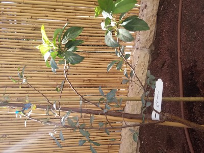 1477296885908434773543.jpg (1.64 MiB) נצפה 2506 פעמים 1477296885908434773543.jpg