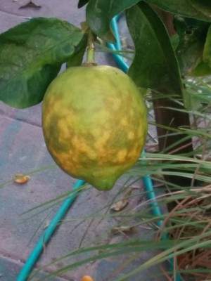 IMG_20161115_154944.jpg (541.5 KiB) נצפה 4443 פעמים IMG_20161115_154944.jpg